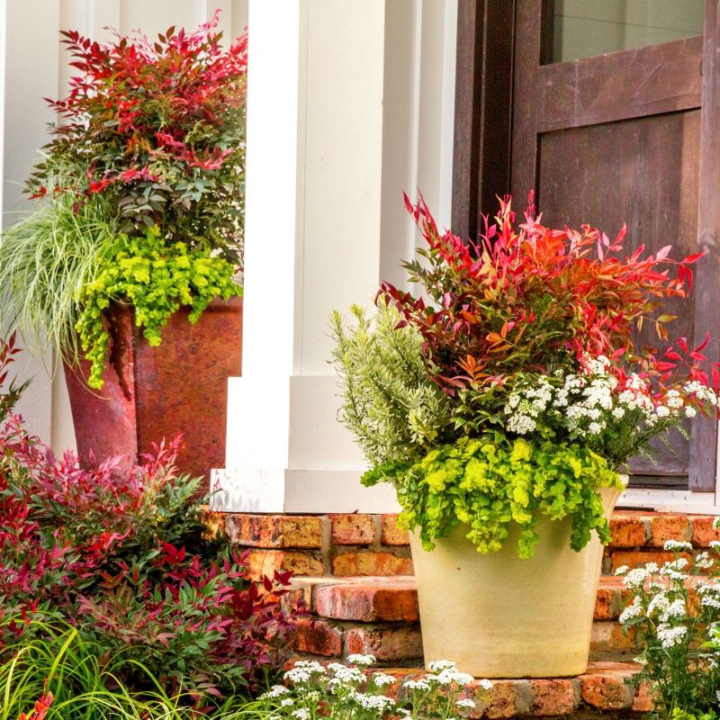 Van Zyverden Roses Mikado Root Stock