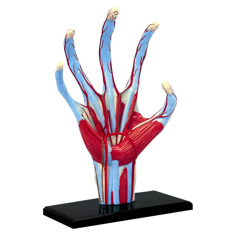4D Master Human Hand Anatomy Model 28pc