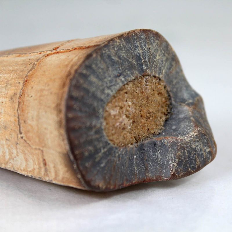 Master Replicas T-Rex Broken Tooth Resin Fossil Replica