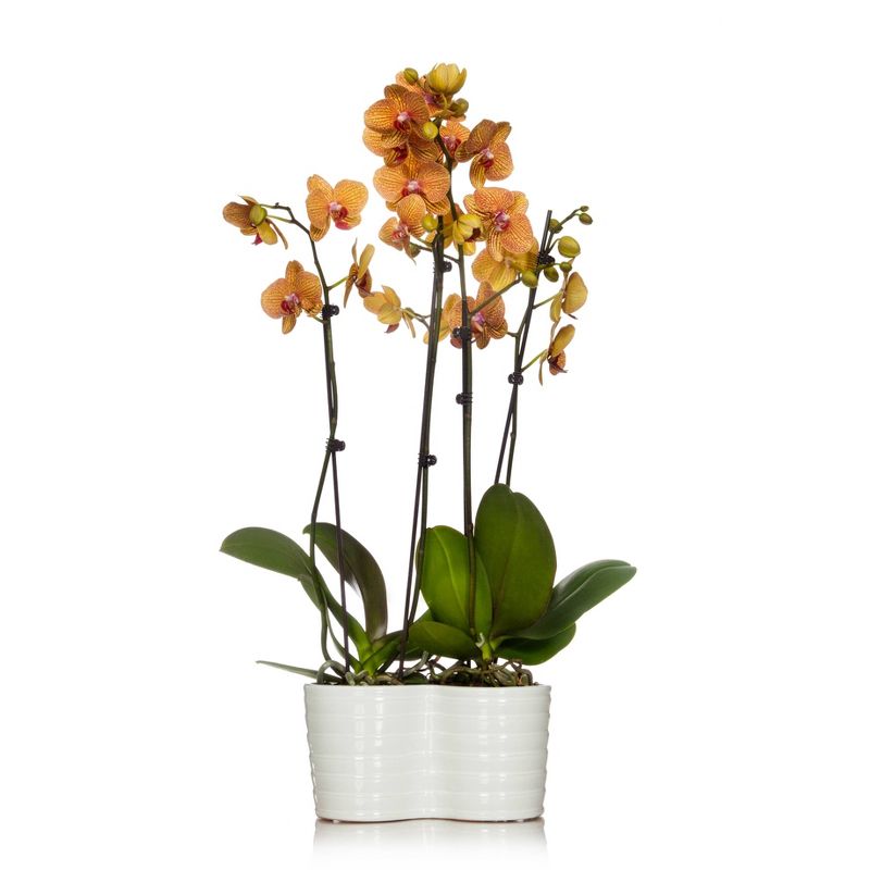 Just Add Ice 10" Yellow Orchid Duo in Ceramic