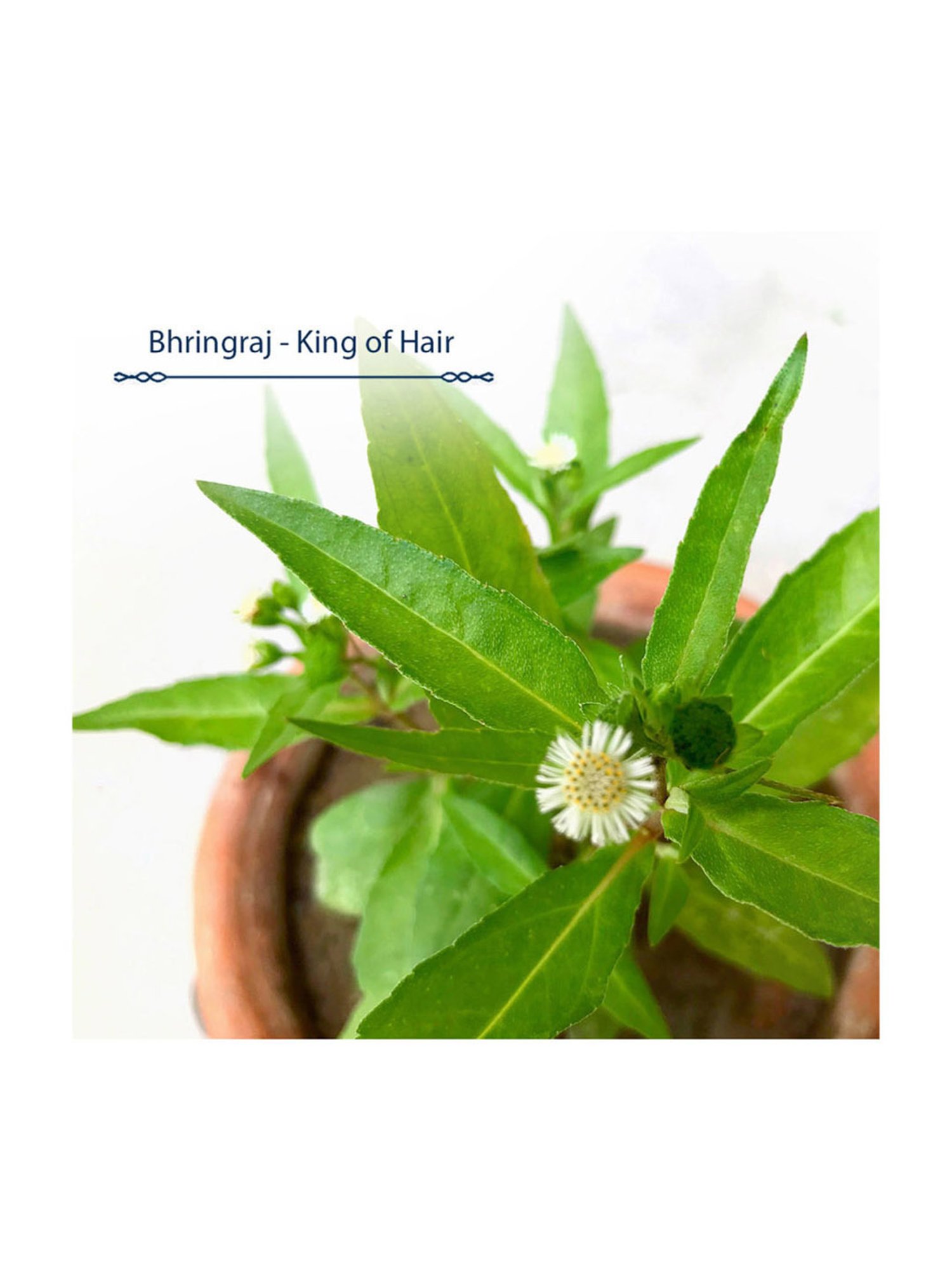 Blue Nectar Briganantadi Rosemary Hair Nourishment Oil - 100 ml