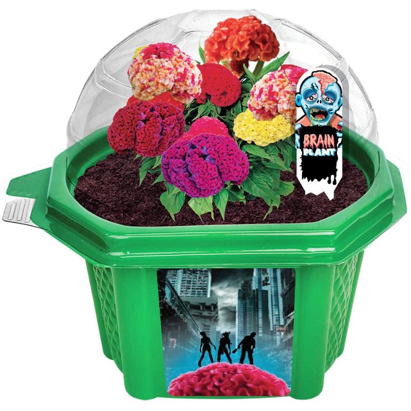 Toys By Nature Character Micro Domes - Zombie Brains