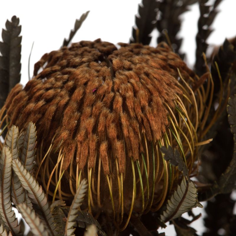 Vickerman 12" Autumn Banksia Foliage & Flowers-Preserved, 4 oz Bundle