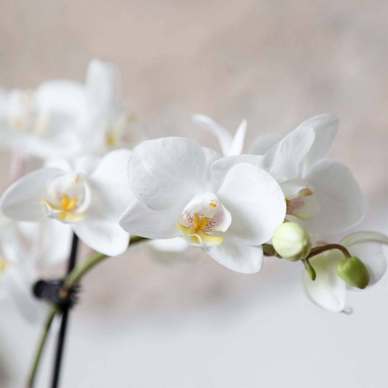 Just Add Ice 2.5" White Orchid in Ceramic