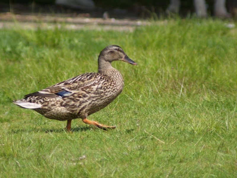 Opteka 420-1600mm f/8.3 HD Telephoto Zoom Lens for Nikon D5, D4S, DF, D4, D3, D810, D800, D750, D610, D600, D500, D7500, D7200, D7100, D5600, D5500, D5300, D3400, D3300 and D3200 Digital SLR Cameras