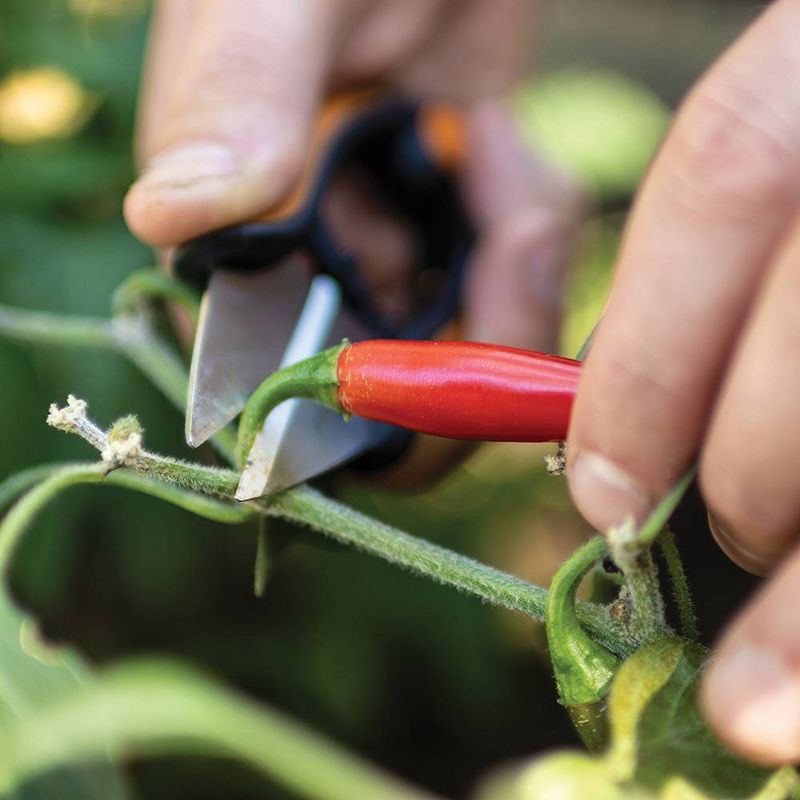 Picnic at Ascot Eco Gardening Tote with 3 Tools - Forest Green