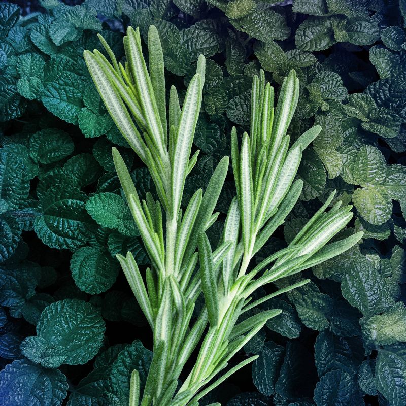 AXE Phoenix 48-Hour Fresh Deodorant Body Spray - 4oz