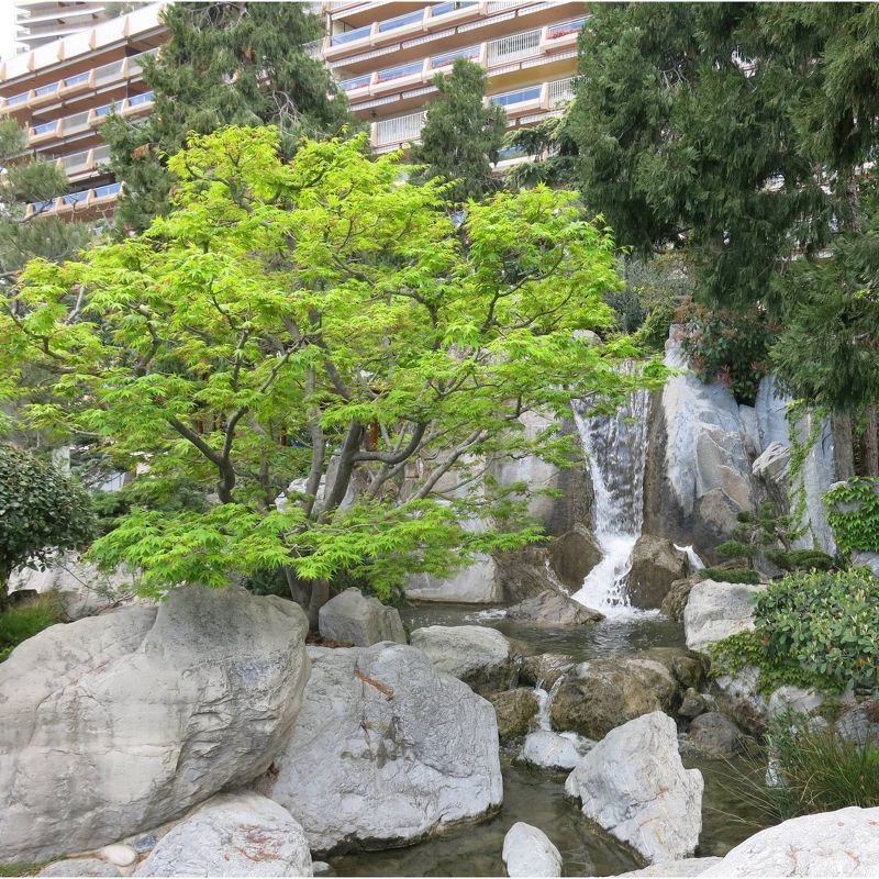 2pk Bonsai Tree Seed Grow Kit - Japanese Maple -The Jonsteen Company