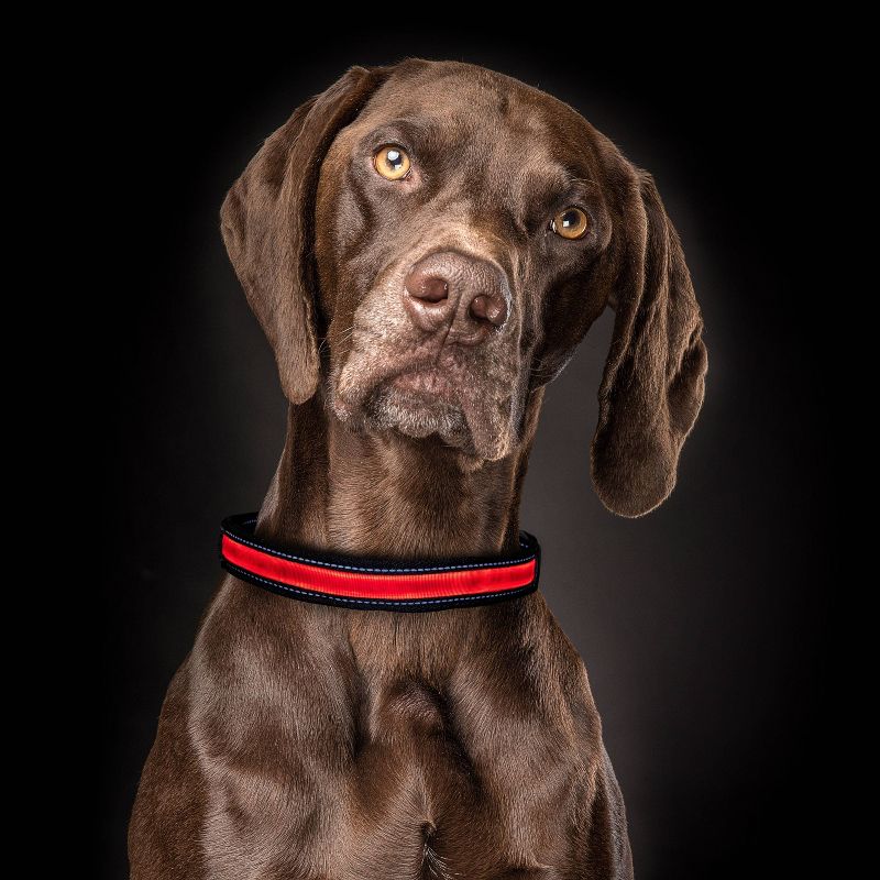 Life+Gear Rechargeable Glow Dog Collar - L