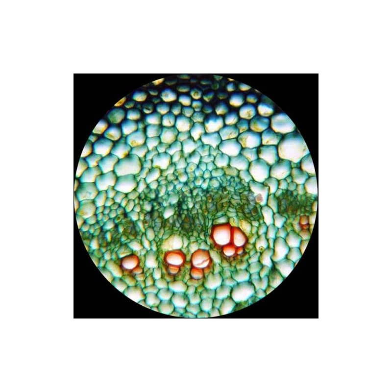 M200C Monocular Compound Microscope, WF10x and WF25x Eyepieces, 40x-1000x Magnification, Tungsten Illumination, Brightfield, Single-Lens Condenser, Coarse and Fine Focus, Plain Stage, 110V