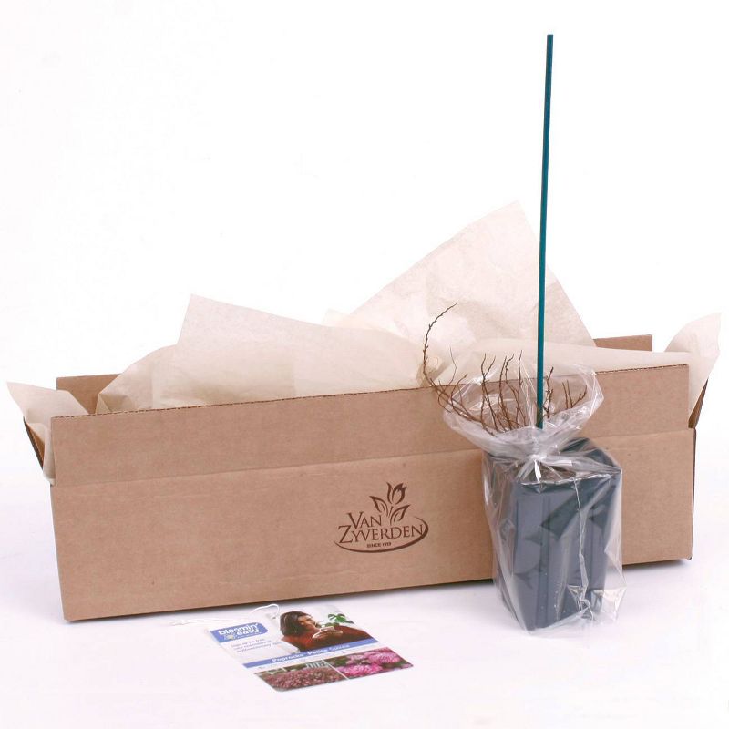 Bluberry 'Tift' 1pc - National Plant Network U.S.D.A Hardiness Zone 7-9 - 2.5 Quart