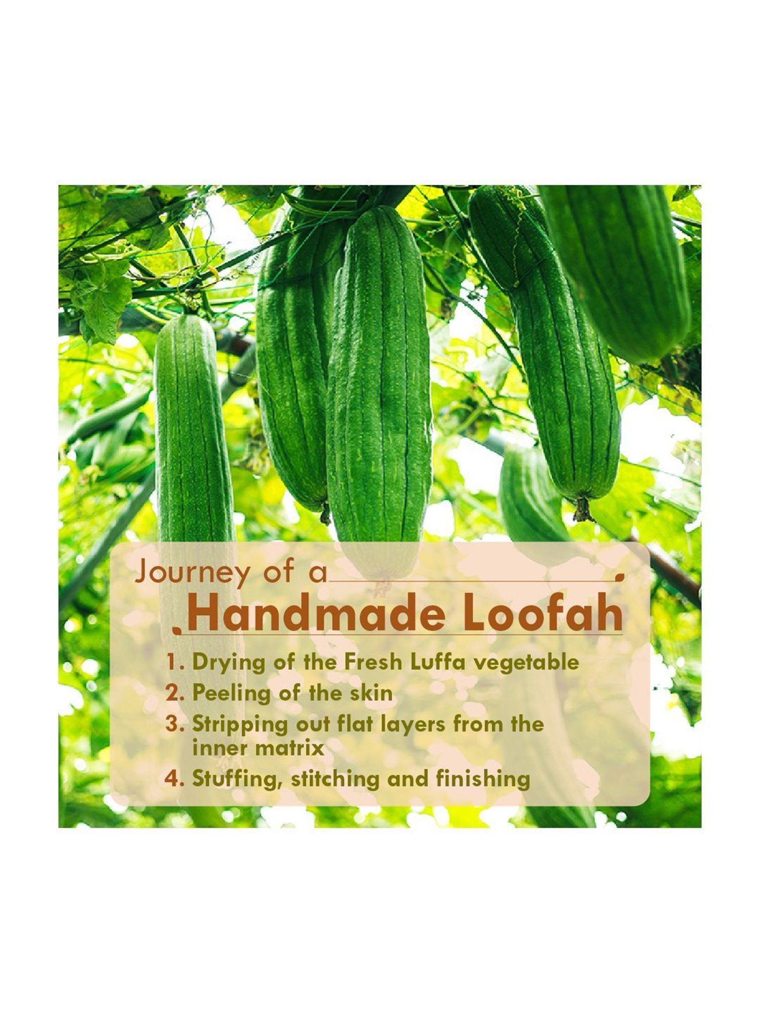 Shae Ginger Detox Body Wrap - 75 gm