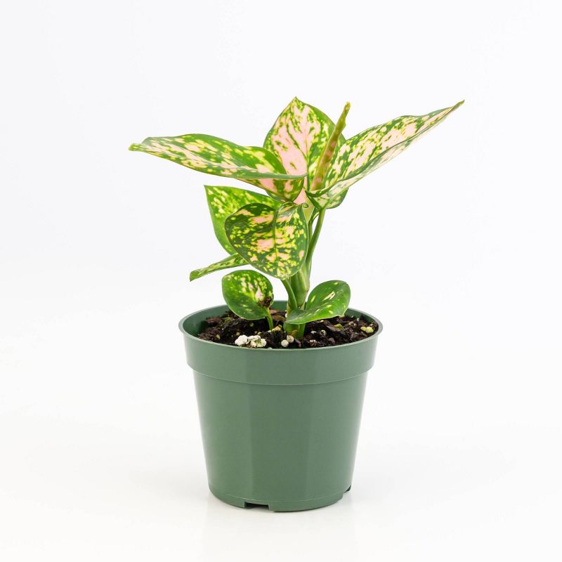 3pc Chinese Evergreen 'Lucky Red' - National Plant Network