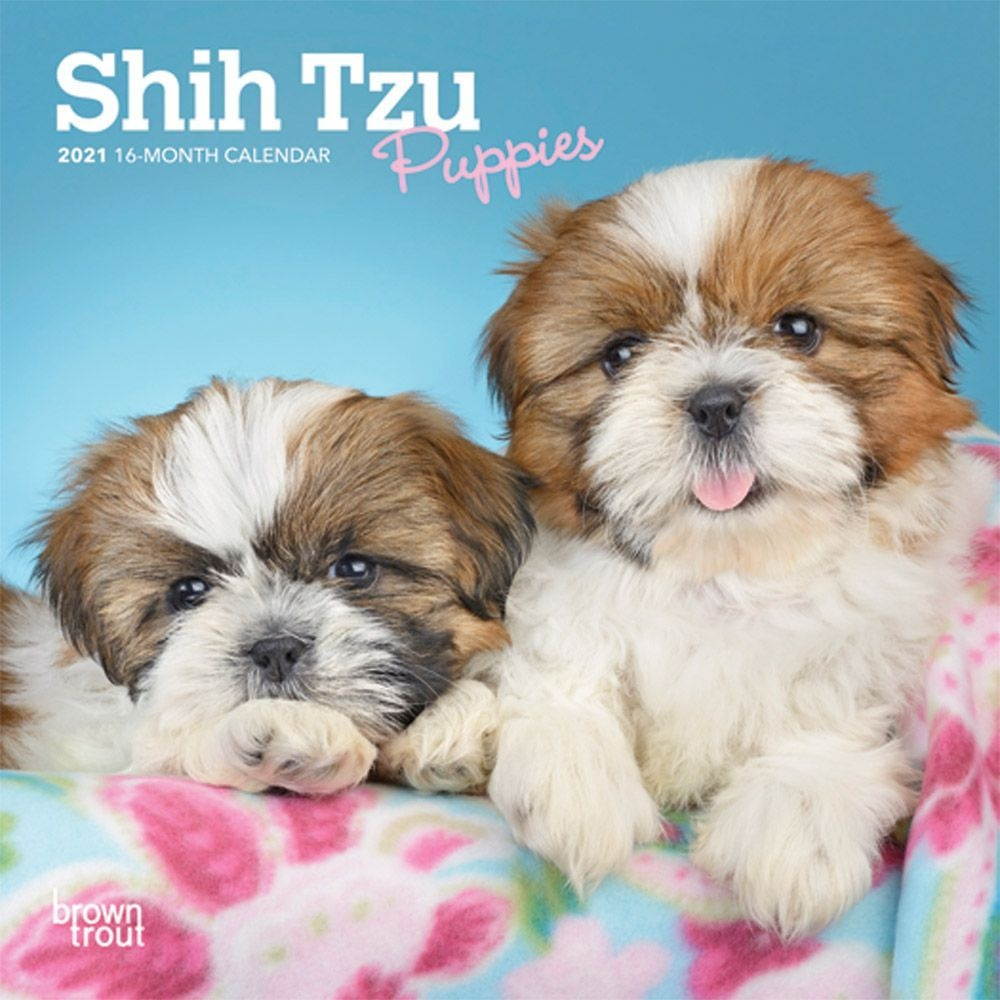 BrownTrout,  Shih Tzu Puppies Mini Calendar 2021