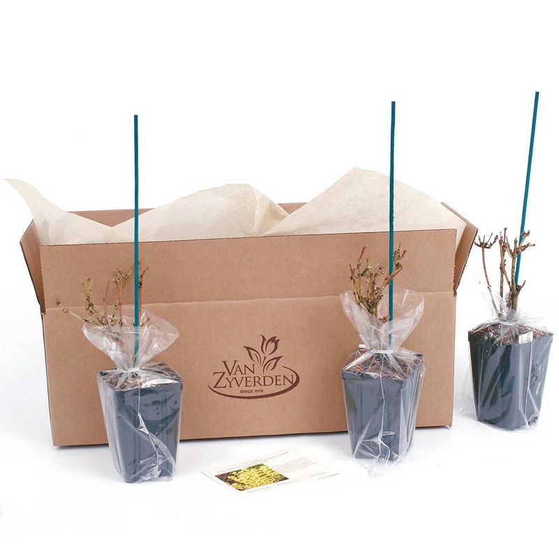 3ct Forsythia Magical Gold 4" Potted Rocketliners Plants - Van Zyverden