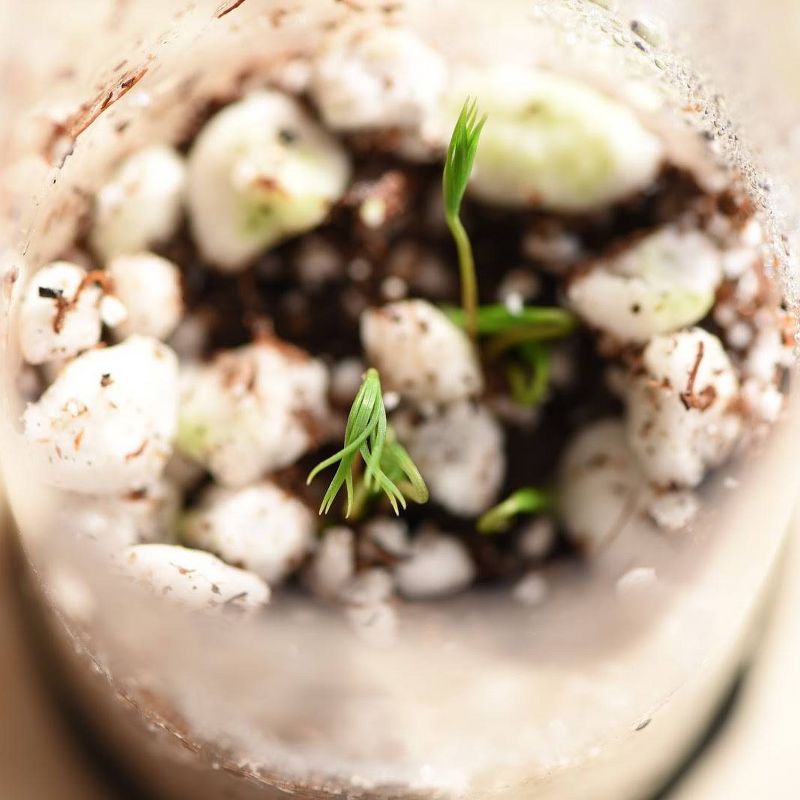 2pk Giant Sequoia Seed Grow Kit - The Jonsteen Company