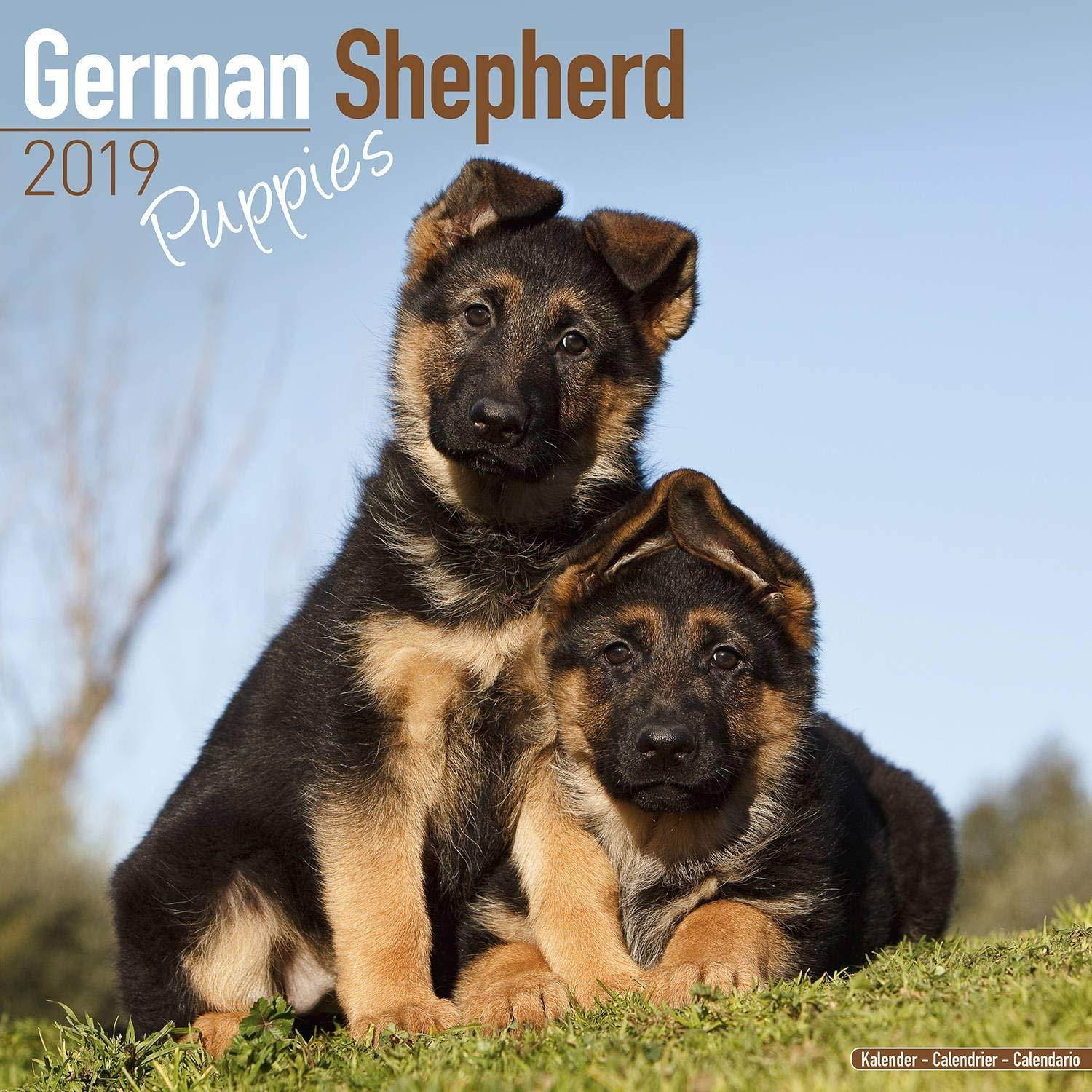 German Shepherd Puppies Calendar 2019 - Dog Breed Calendar - Wall Calendar 2018-2019