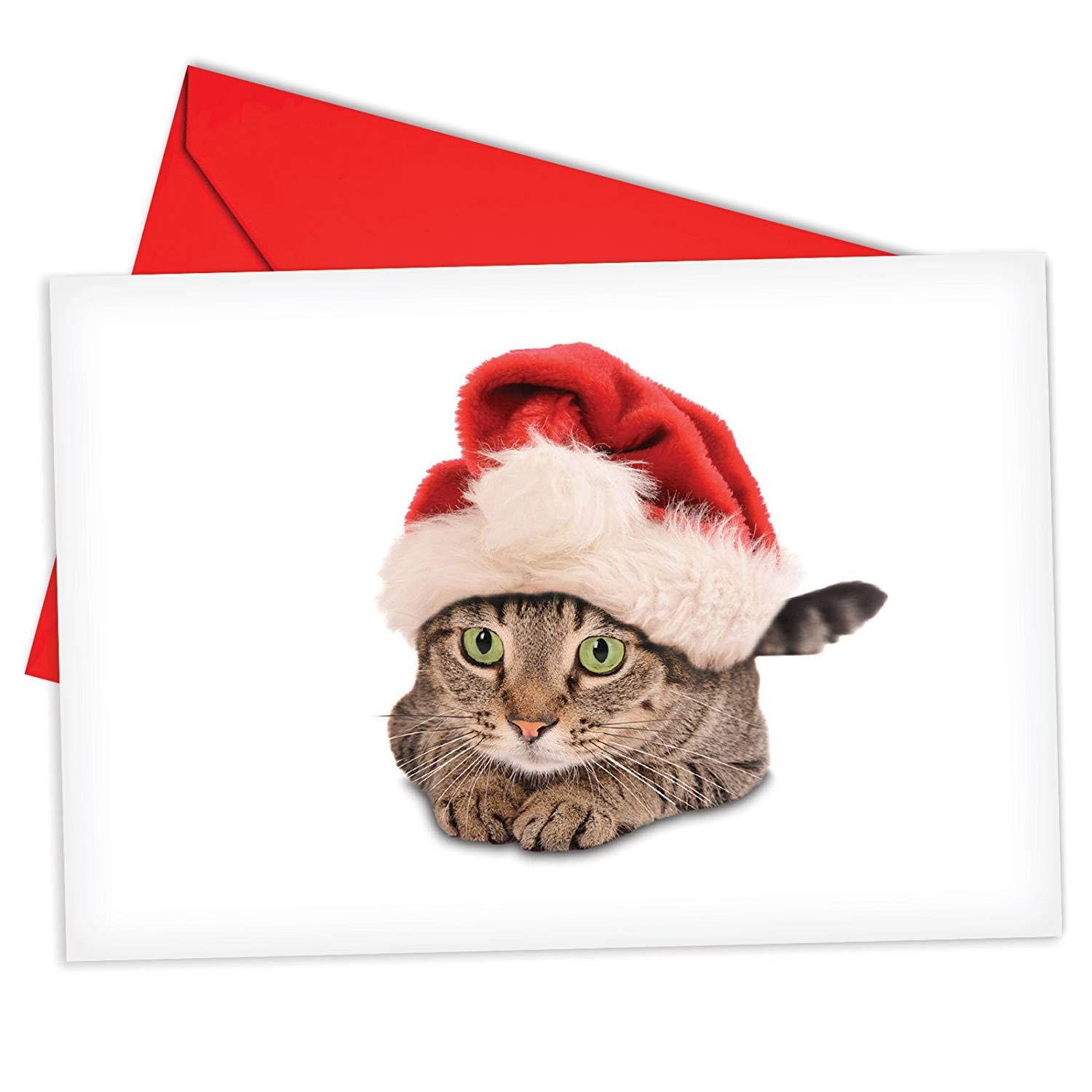 B6687AXSG Box Set of 12 Santa Cats Christmas Greeting Card Featuring a Sweet Kitty Wearing a Santa's Hat; with Envelopes