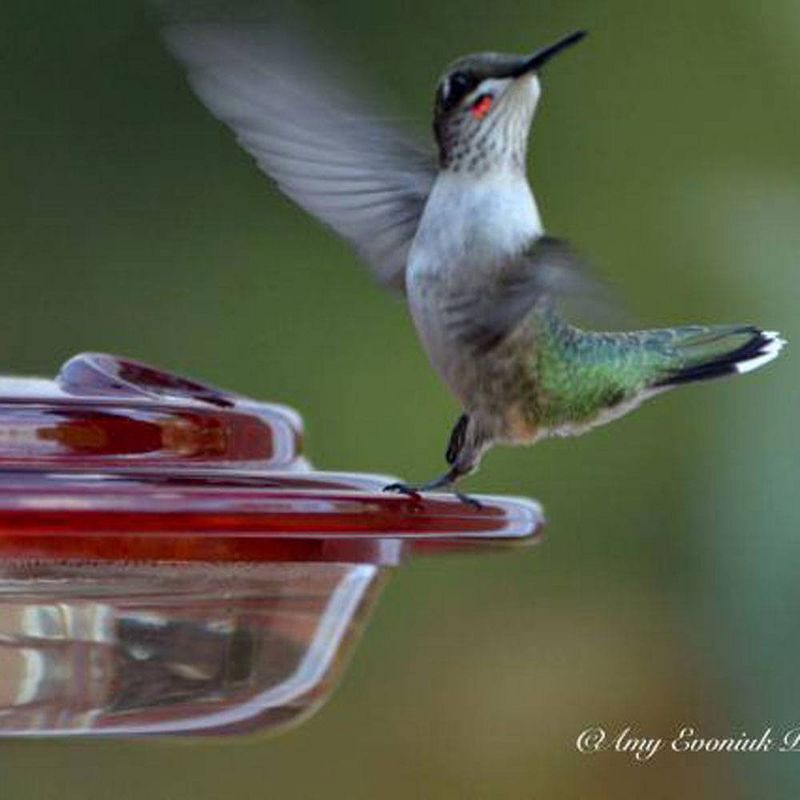 Birds Choice 8oz Hummingbird Bird Feeder