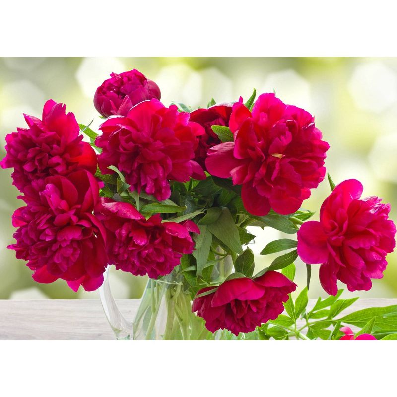 Bluberry 'Tift' 1pc - National Plant Network U.S.D.A Hardiness Zone 7-9 - 2.5 Quart