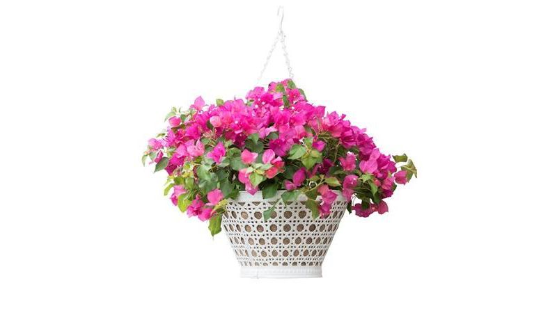 AquaSavTM Marrakesh Hanging Basket, 14" - PRIDE GARDEN PRODUCTS