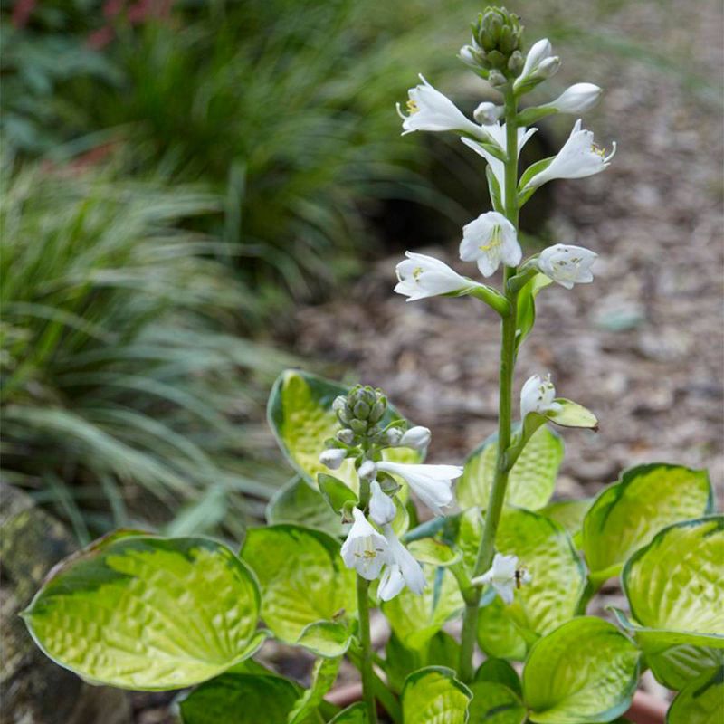 3ct Hosta Rainforest Sunrise Roots - Van Zyverden