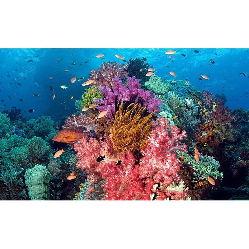 Case for Gopro Hero 7 Hero 6 Hero 5 Hero 2018 Black Accessories, Housing Case Protective Shell with Anti Fog Inserts and Filter Kit Suitable for Underwater Diving Photography 45M