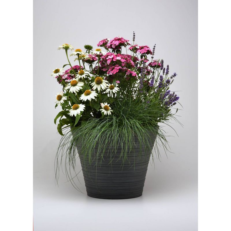 4pc Pink Pursuit Perennial Combo - National Plant Network