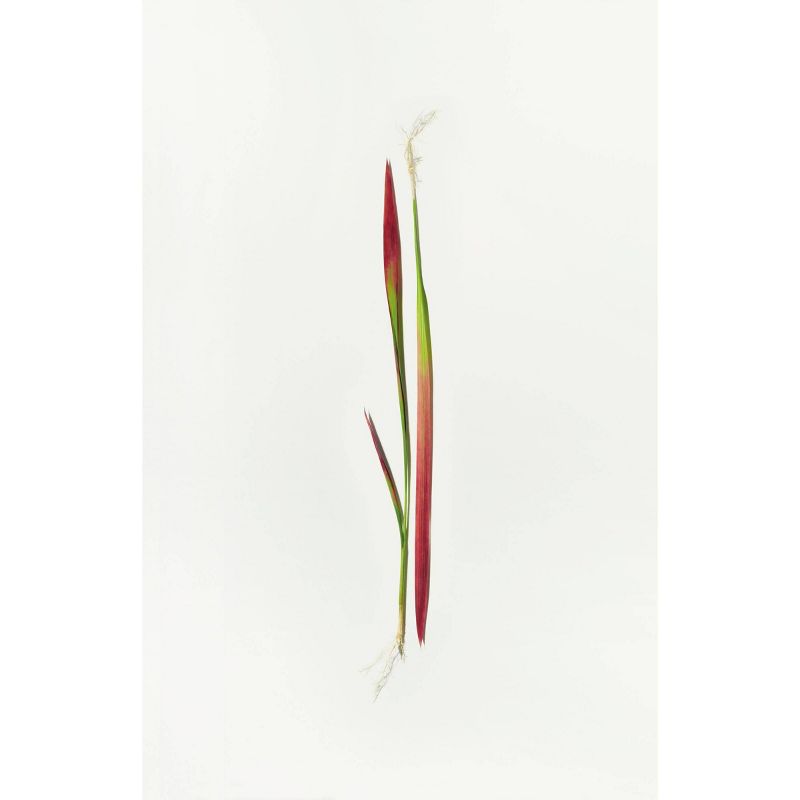 ApotheCARE Essentials PhytoQuench Replenishing Sleeping Face Mask - 2.1oz