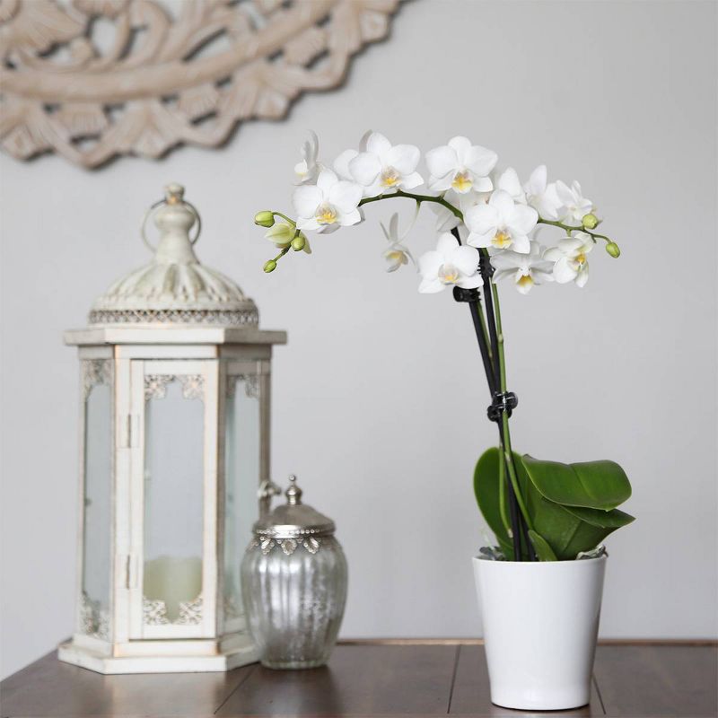Just Add Ice 3" White Orchid in Ceramic