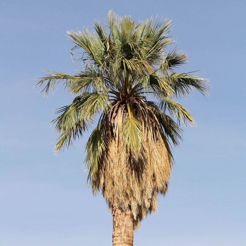 2pk California Fan Palm Tree Seed Grow Kit - The Jonsteen Company