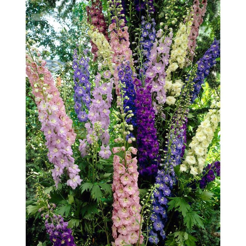 Bluberry 'Tift' 1pc - National Plant Network U.S.D.A Hardiness Zone 7-9 - 2.5 Quart