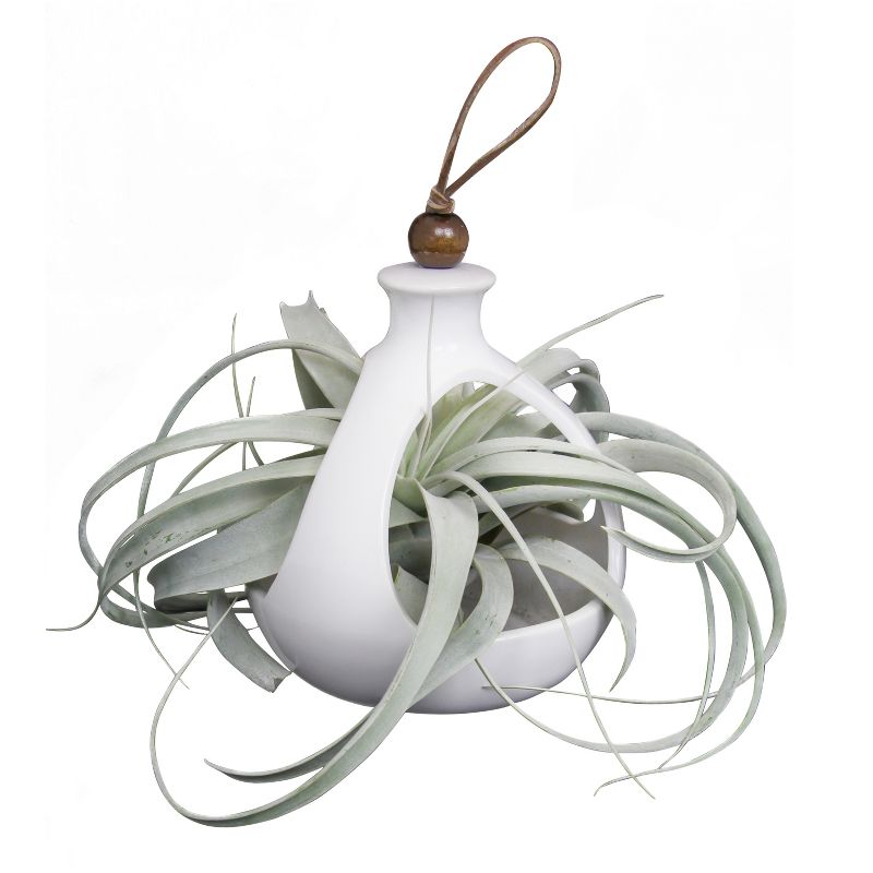 Live Exotic Living Xerographica Air Plant In Decorative Hanging Container - Livetrends Design