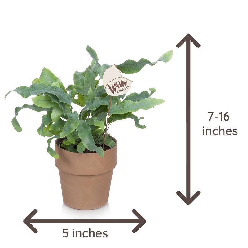 Wild Interiors 5" Exotic Foliage in Terra Cotta