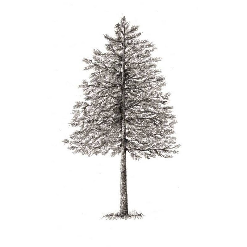 Hidden Life of Trees : What They Feel, How They Communicate: Discoveries from a Secret World (Hardcover) by Peter Wohlleben