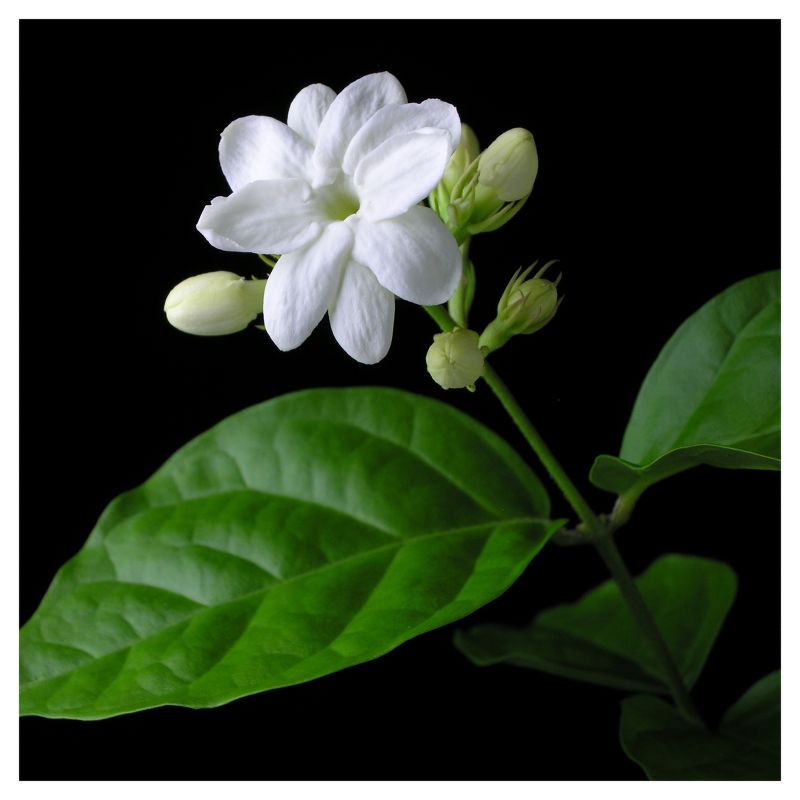 Arabian Jasmine Sambac - National Plant Network