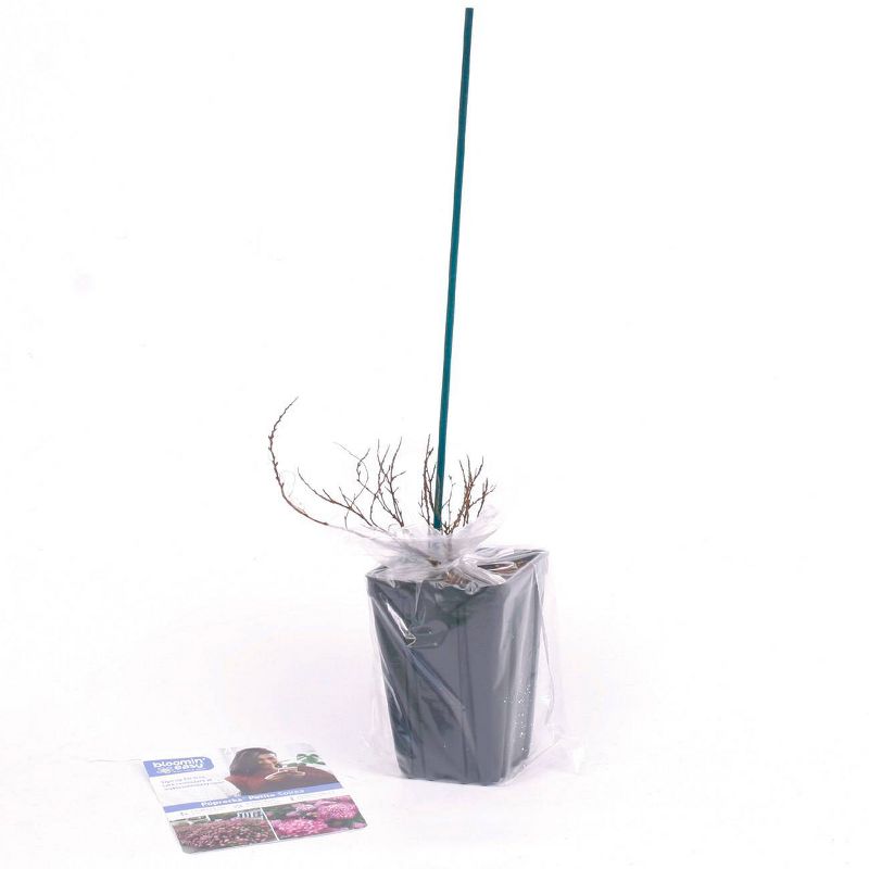 Bluberry 'Tift' 1pc - National Plant Network U.S.D.A Hardiness Zone 7-9 - 2.5 Quart