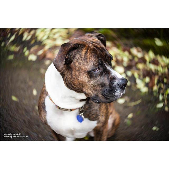 Lensbaby Twist 60 Optic, 46mm Filter Diameter, 18" Minimum Focus Distance #LBT60