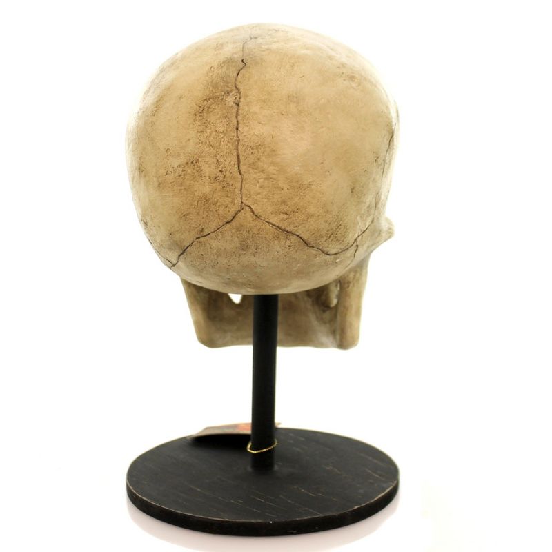Halloween Bone Head Skeleton Skullbuggery  -  Decorative Figurines