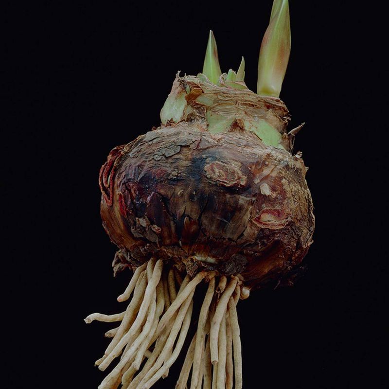 1ct Amaryllis African Candy Floss Bulb - Van Zyverden