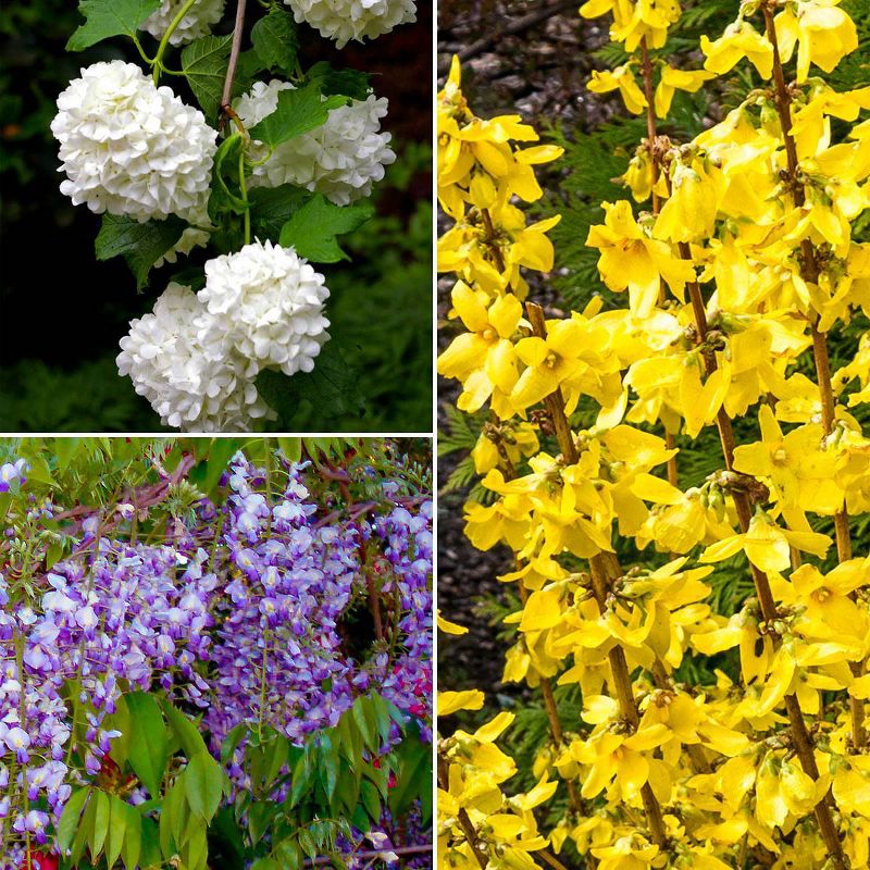 Van Zyverden Set of 3 Shrub Garden for Pollinators Potted Rocketliners