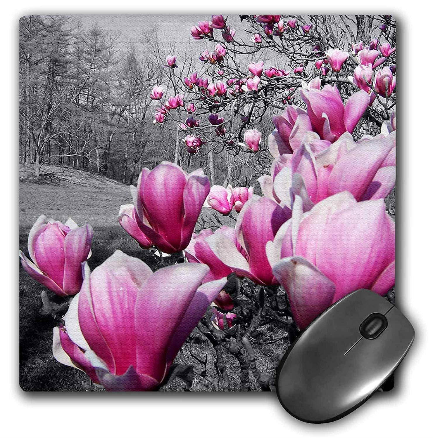 3dRose LLC 8 x 8 x 0.25 Inches Mouse Pad, Spring Blossoms, Black and White (mp_20496_1)