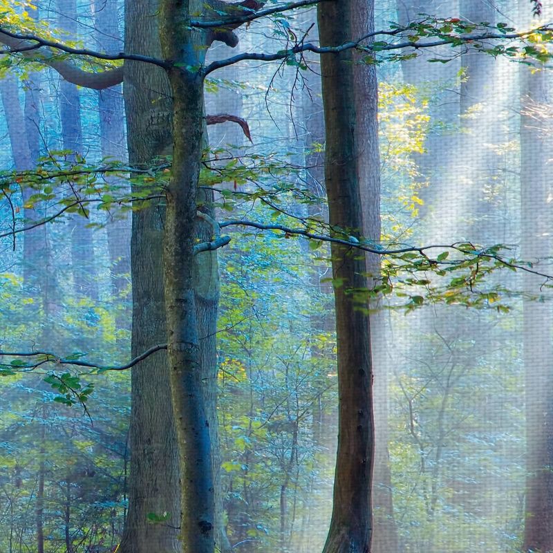 24" x 36" Enchanted Forest Crop by Lars Van De Goor Art on Canvas - Fine Art Canvas