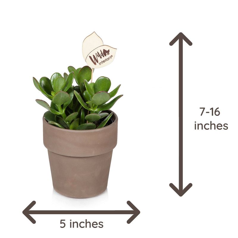 Wild Interiors 5" Crassula Succulent in Terra Cotta