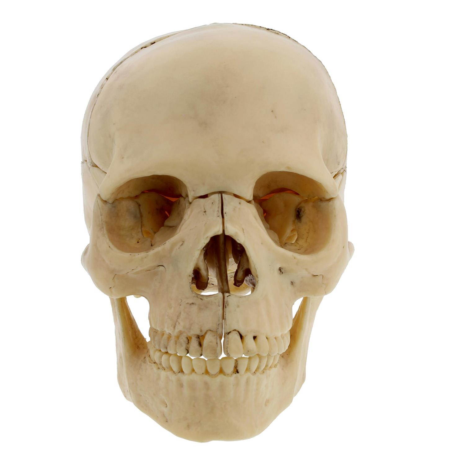 Terrific Trimmers Bright Border, 2 1/4" X 39" Panels, Star Brights, 12