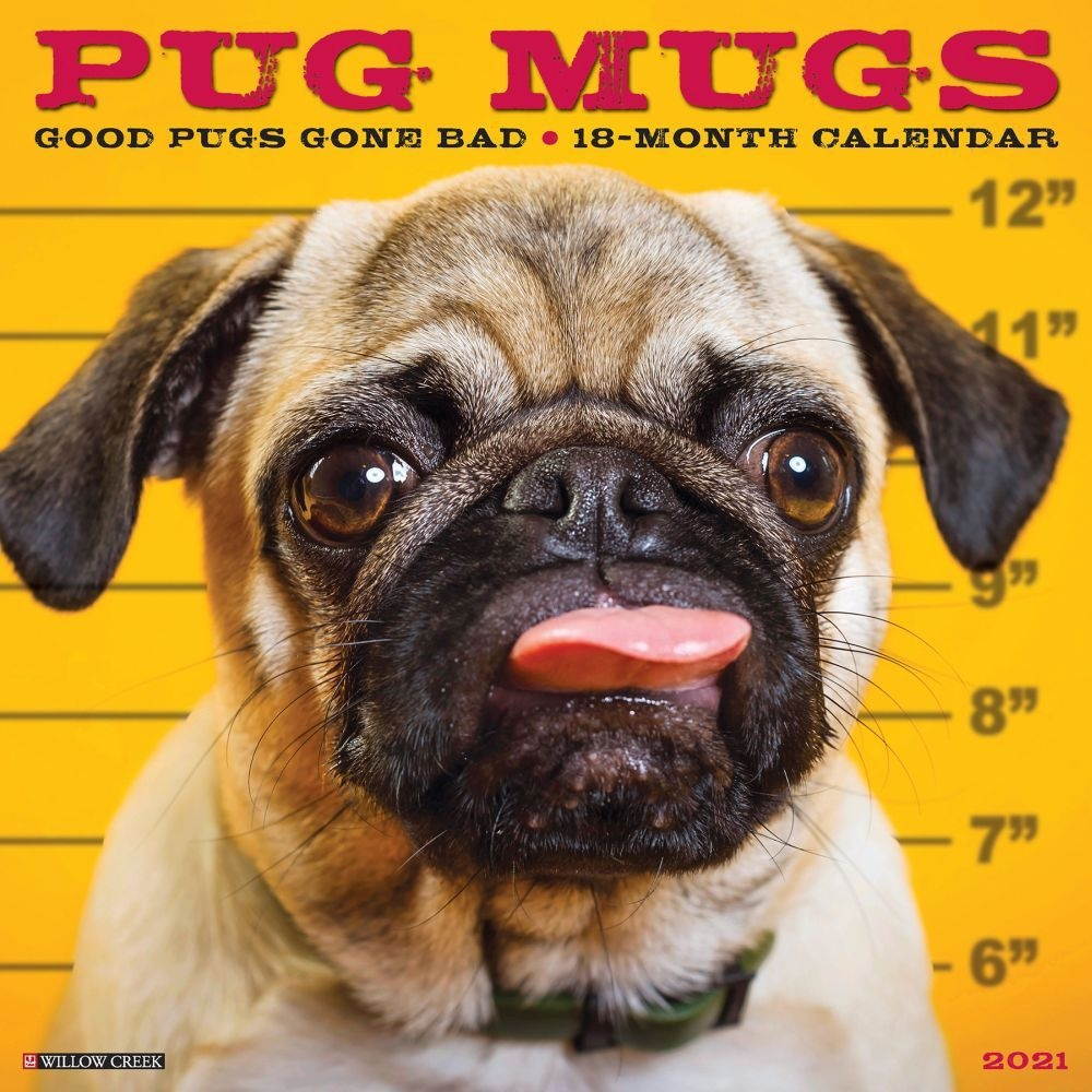 Willow Creek Press,  Pug Mugs 2021 Wall Calendar 2021