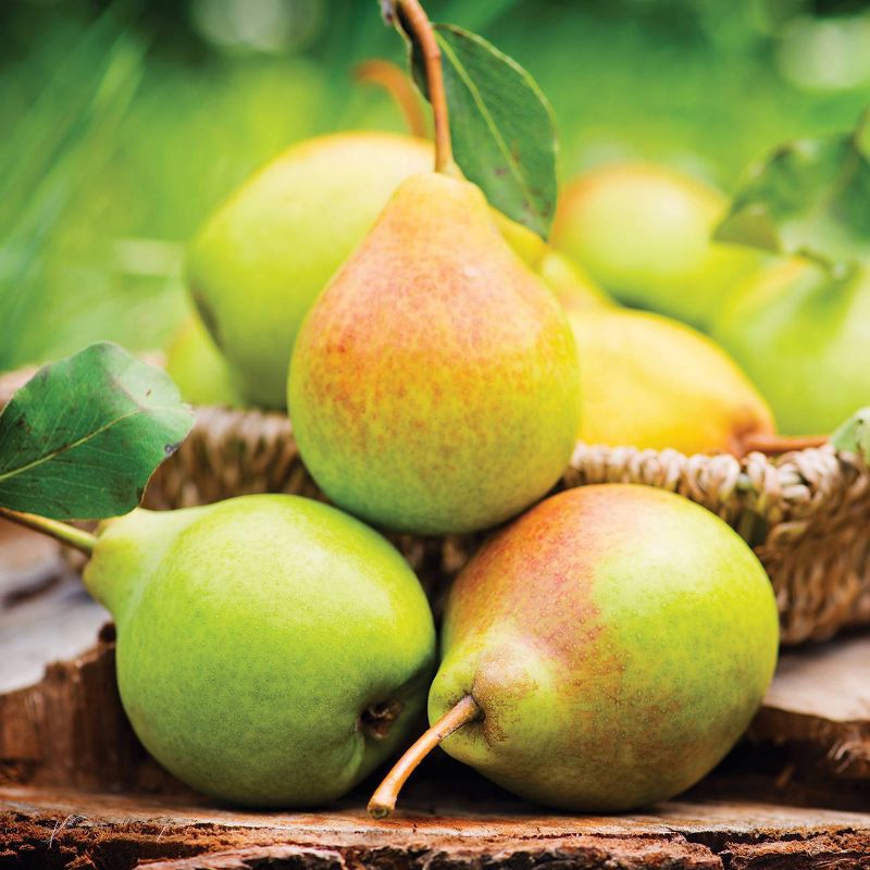 Van Zyverden Pear Tree Kieffer Root Stock