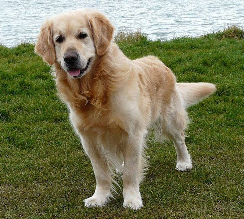 Golden Retriever Leather Dog Small Keychain VANCA CRAFT-Collectible Keyring Charm Pendant Made in Japan