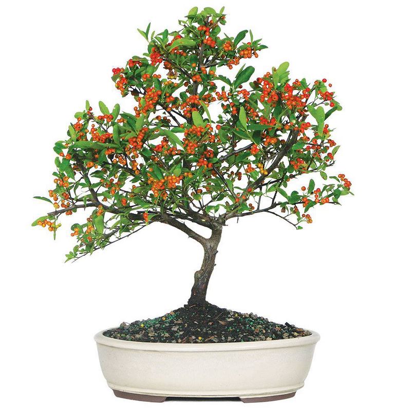 Large Dwarf Pyracantha Outdoor Live Plant - Brussel's Bonsai