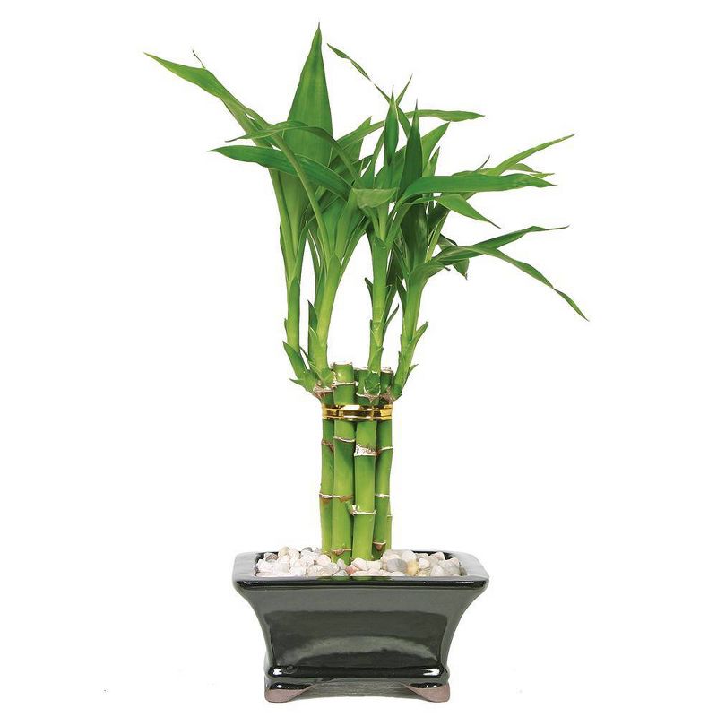 Small Lucky Bamboo Pyramid 1 Layer Indoor Live Houseplant - Brussel's Bonsai